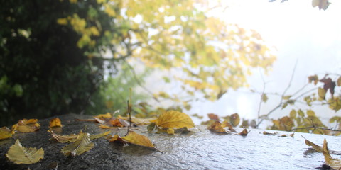 Obraz na płótnie Canvas Foglie gialle in una giornata d'autunno