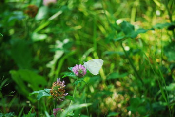 モンシロチョウ