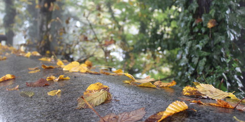 Foglie gialle in una giornata d'autunno