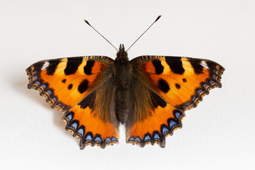 butterfly isolated on white background