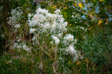 white wild flowers on a tree