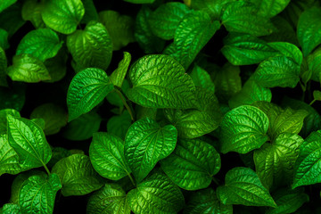 Green dark leaf pattern background. Fresh Piper betle growth on nature background on dark tone....