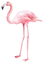 Fotobehang roze flamingo op een afgelegen witte achtergrond, aquarel illustratie © Hanna