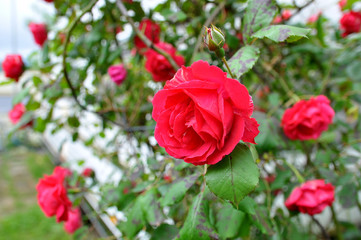 Cuando vemos las rosas florecer significa que ya ha llegado la primavera