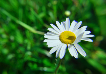 Flor de la Margarita en una tarde de primavera