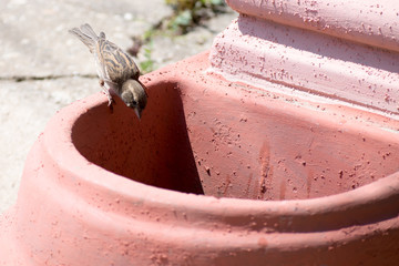 sparrow reaches for water