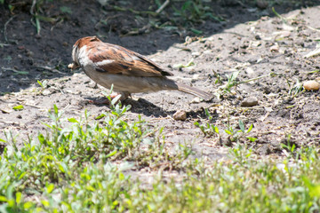 sparrow on the mud