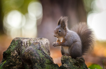 squirrel on a ratchet in nature