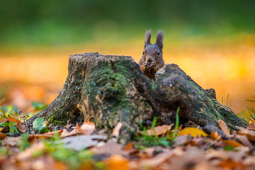 squirrel on a ratchet in nature