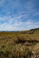 landscape with green field and blue sky
