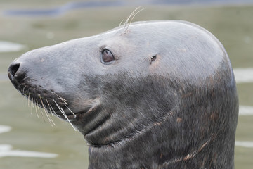 Head shot of an adult grey seal (halichoerus grypus)
