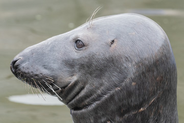 Head shot of an adult grey seal (halichoerus grypus)