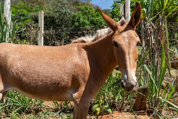 Naklejka na ściany i meble donkey in the field