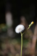  Wild yellow flower fluffed in the forest on a blurred background