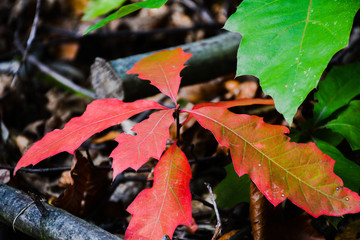  Red oak leaves on a young sapling in the forest