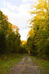 Forest path and sky with clouds in autumn