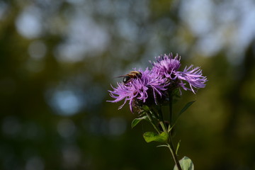 A bee sits on a purple cornflower in the fall