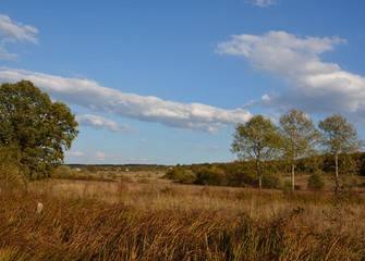  Landscape of trees growing on a field against a forest and blue sky
