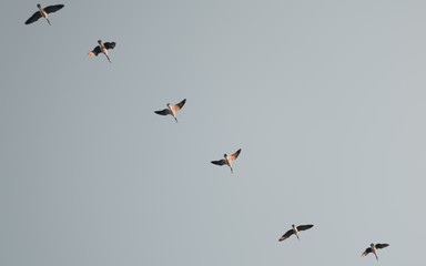 Bird migration