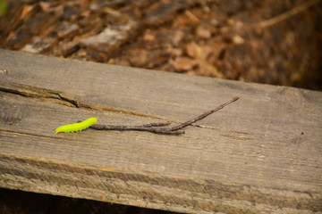  Green caterpillar crawls on a wooden board in the forest