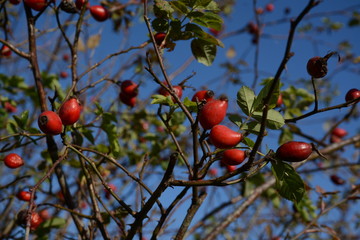 Red brier against a blue sky in autumn