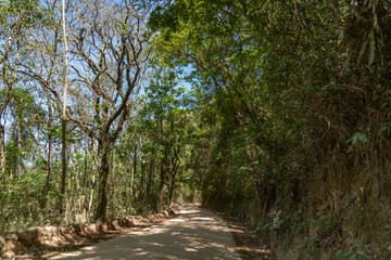 trees and blue sky