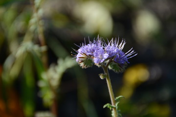 Purple phacelia flower close-up on a blurred background