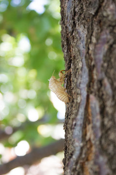 Cicada bug shell