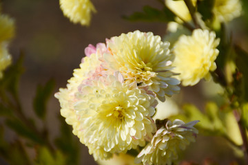 Yellow-pink chrysanthemums in the autumn garden on a blurred background