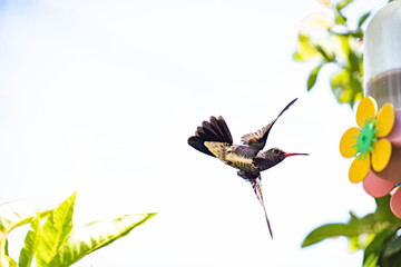 hummingbird in flight