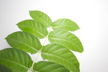 Green herb branch with lots of large leaves