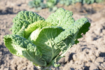 Naklejka premium White cabbage in an open-air garden