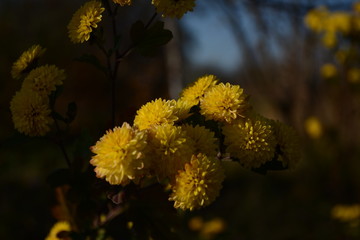 Yellow chrysanthemums in autumn on a blurred background