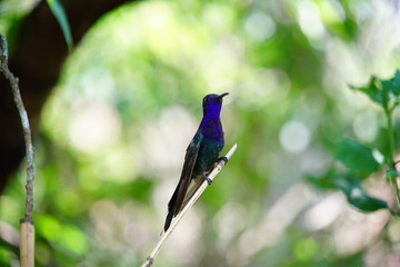 blue hummingbird on a branch