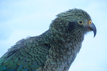 Kea at brewster hut