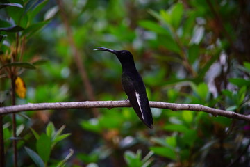 Black Hummingbird on a branch