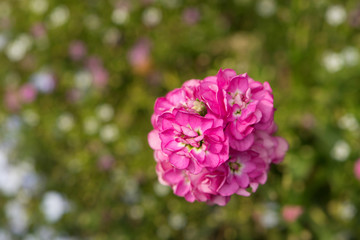 Closeup of a phlox blossom