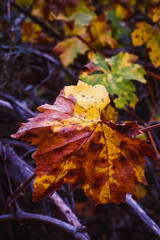 FIRST PLANE OF YELLOW AND GREEN TREE LEAVES 2. AUTUMN COLORS