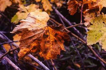 FIRST FLAT OF YELLOW AND BROWN TREE LEAF. AUTUMN COLORS