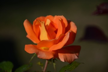  Orange rose close-up on a blurred background