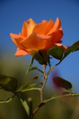 Beautiful orange tea rose close-up against a blue sky background
