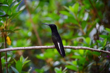 Black Hummingbird on a branch