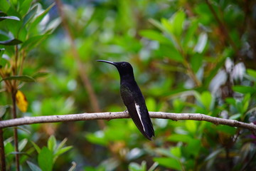 Black Hummingbird on a branch