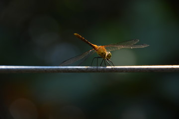 Wonderful colorful dragonfly with green background