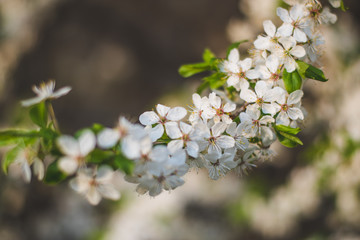 flowers of cherry tree
