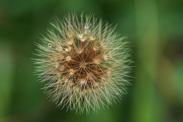 Some dry Swiss flower with rain drops, Jack-go-to-bed-at-noon, meadow goat's beard, meadow salsity, rain, showy goat's-beard, Tragopogon pratensis