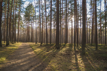 Obraz premium sunset in the forest 