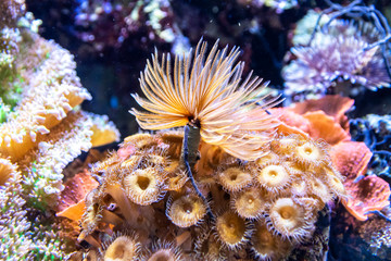 Unter Wasserpflanzen und Tierwelt