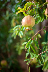 Unripe pomegranate fruit hanging on a branch of a tree with green leaves. Growing pomegranate