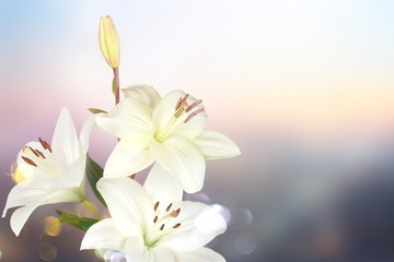 white lily flower on blurred background